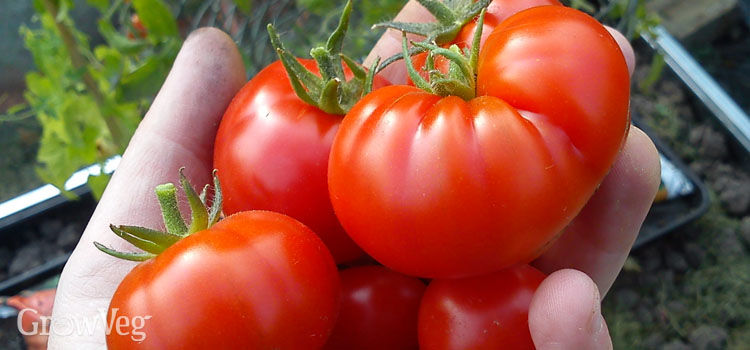 How To Prepare And Seeds From Your Tomato Plants