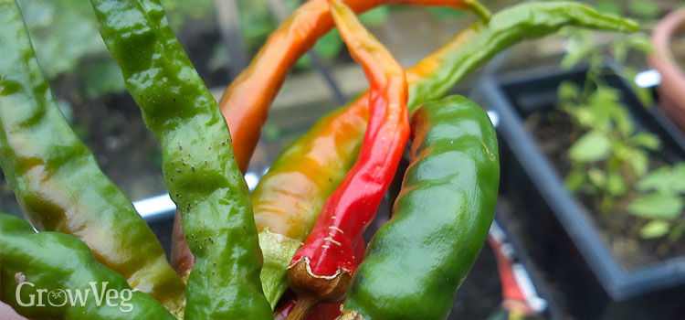 how to dry chili