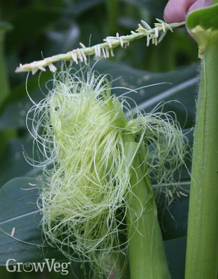 Hand-pollinating