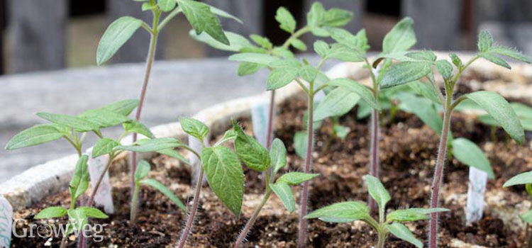 lowest temp for tomato seedlings