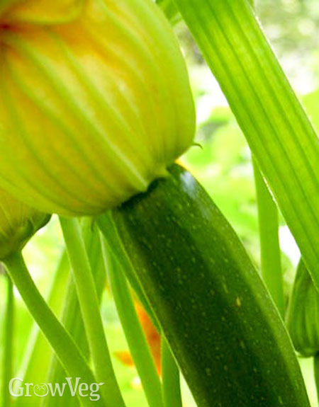 Mixing Up Summer Squash