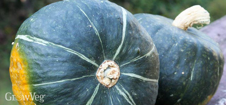 cook buttercup squash cook buttercup squash