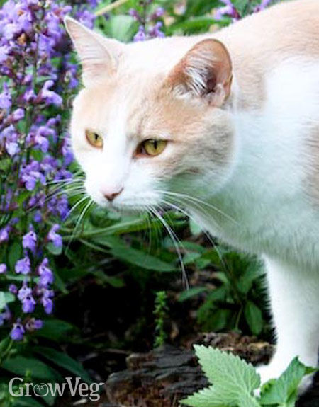 great plants for cats