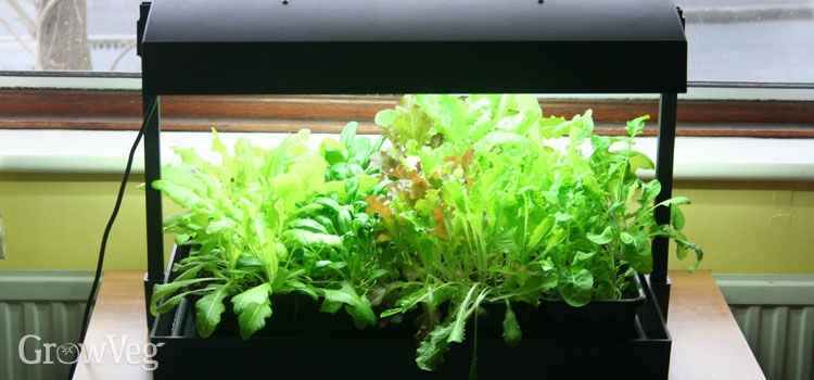 indoor growing lights uk using grow lights for salad in winter indoor growing lights uk using grow lights for salad in winter