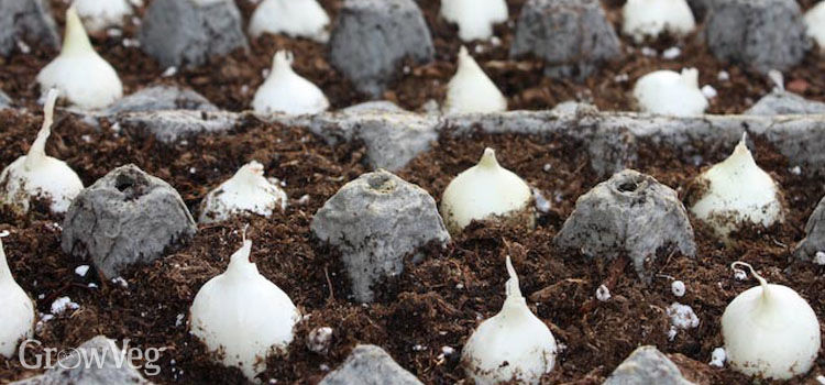How to onion starts form mature onions turns Have how to onion starts form mature onions
