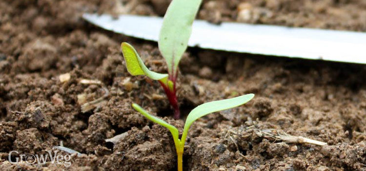 beet seedlings moore ok beet seedlings moore ok