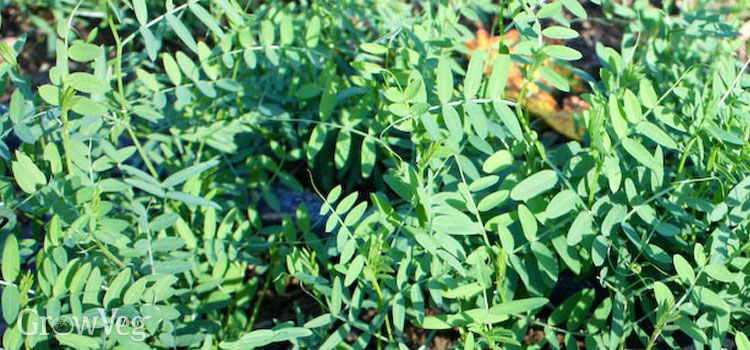 winter cover crops for