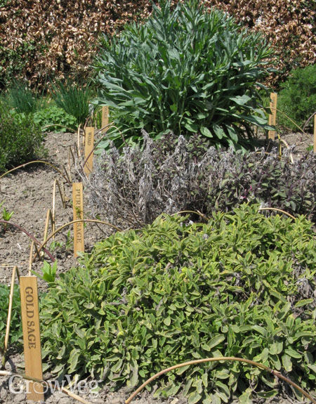 planning a new herb