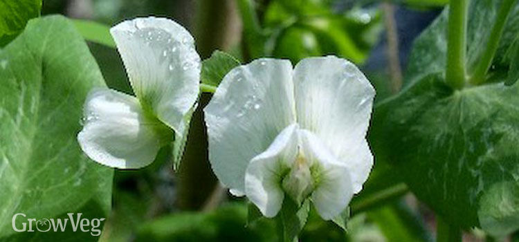 Sweetpea Seed Pods Edited With Clorstrokes For Mac