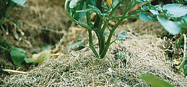 How long do potatoes take to grow?