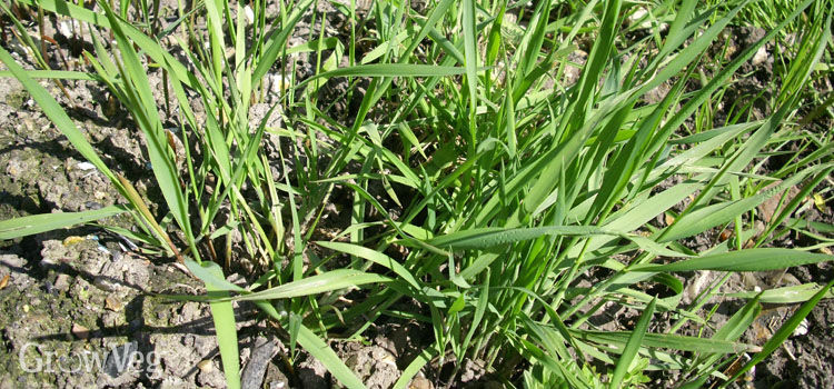 how to weed a garden mod apk how to deal with weeds weeding vegetable gardens how to weed a garden mod apk how to deal with weeds weeding vegetable gardens