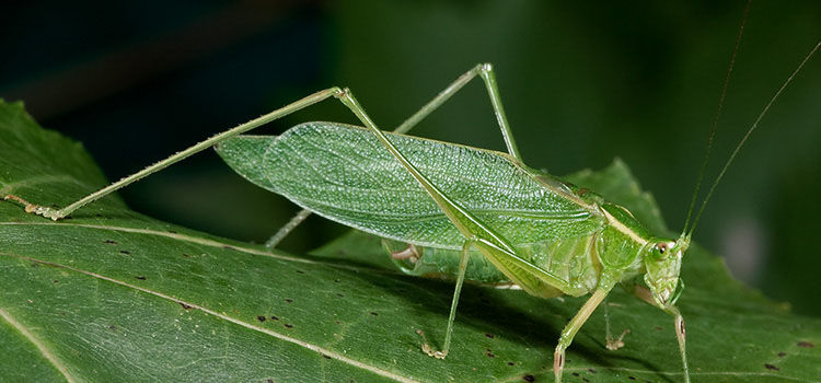 Sound Of Crickets Chirping Download