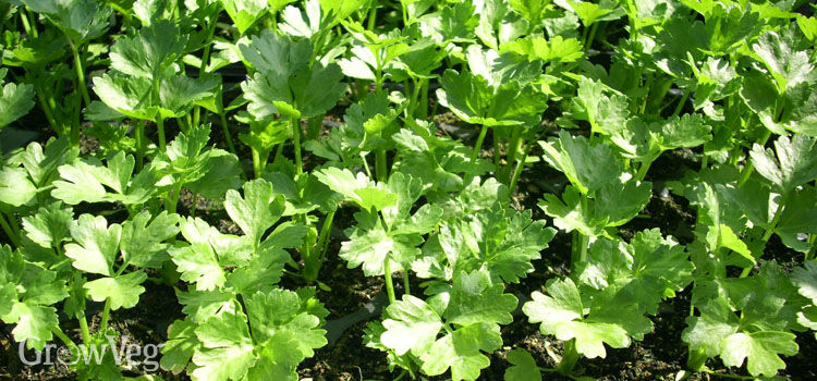 start celery seedlings