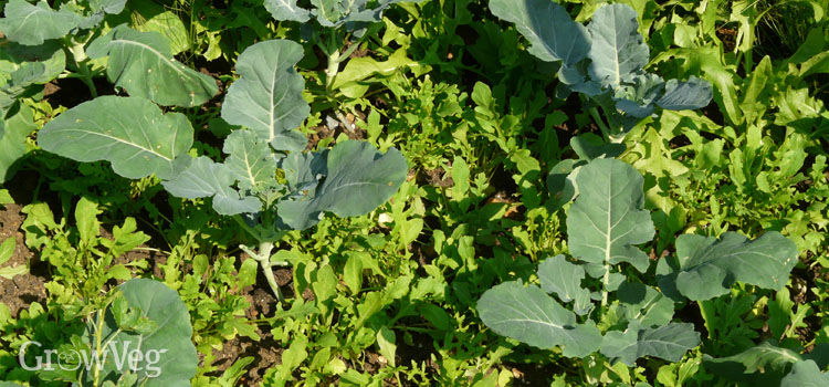 Arugula interplanted with cauliflowers