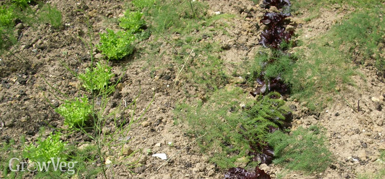 Intercropping lettuce between young asparagus