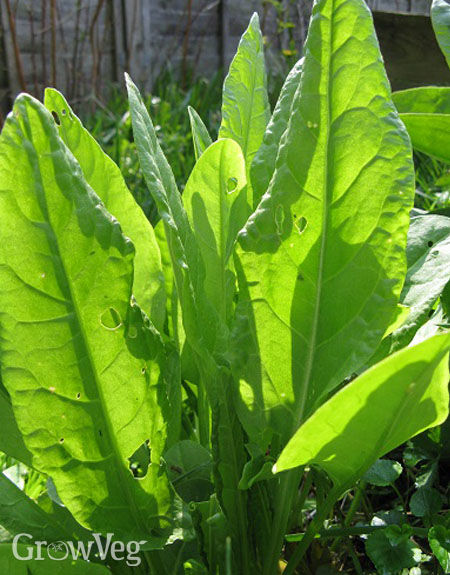 Harvesting sorrel for the winter in several ways Harvesting sorrel for the winter in several ways