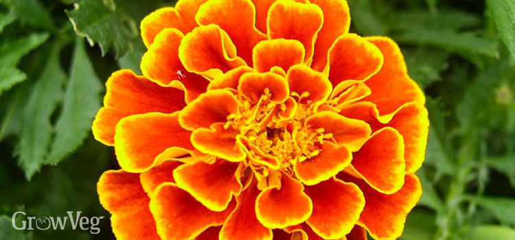 Image result for marigold