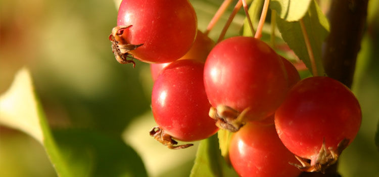 can you eat crab apples off the tree