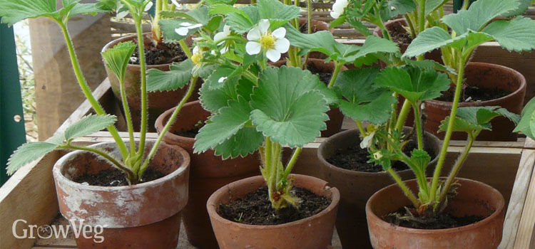 how to grow strawberries