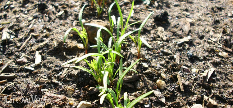 carrot seedlings overwinter carrot seedlings overwinter