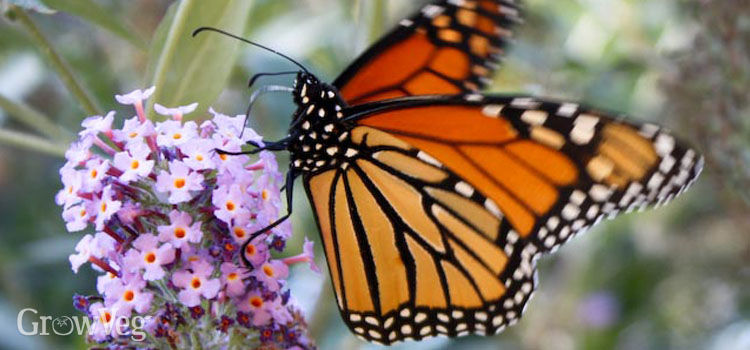 Monarch butterfly on butterfly bush flowers />
<p>For example, at the same time that Dutch elm disease radically reduced the number of elm trees available to question mark butterflies, people were growing more hops for beer-making and stinging nettles for use as an edible medicinal herb. The question mark adapted to these new food sources and is now a common late-season butterfly in many places, including the hops vine that covers a corner of my deck. After feeding on the hops, the mature caterpillars crawl up the side of the house and attach their cocoons under the eaves. When the cocoons start jiggling and bumping on a warm fall morning, it’s time to pull up a chair for one of the greatest shows on earth.</p>
<p>By <a href=