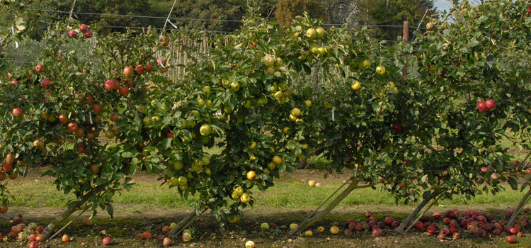 Should I trim apple trees?