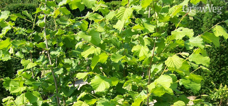 a guide to growing your own hazelnuts a guide to growing your own hazelnuts