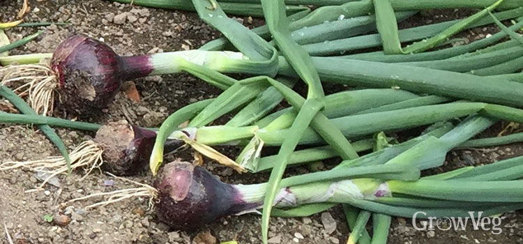 How to onion starts form mature onions Consider, how to onion starts form mature onions seems me