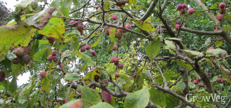 download free pruning plum trees