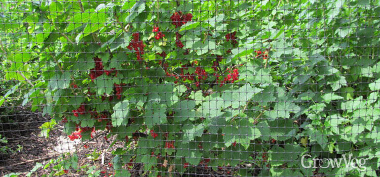 Black currant: propagation by cuttings Black currant: propagation by cuttings