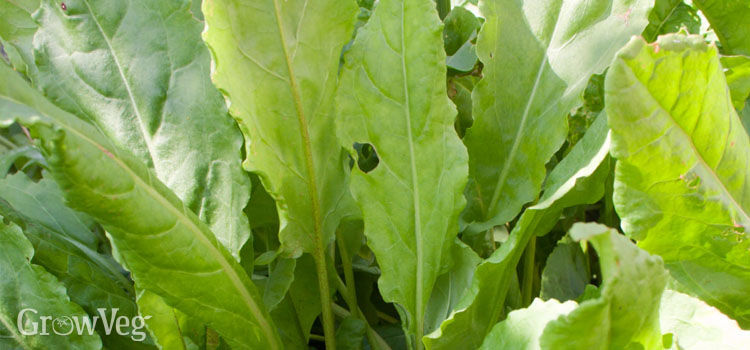 Harvesting sorrel for the winter in several ways Harvesting sorrel for the winter in several ways