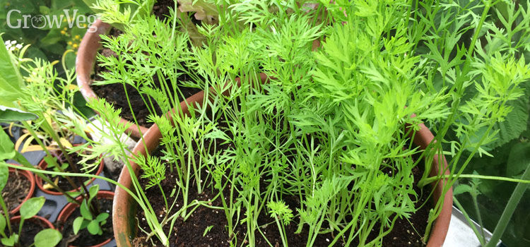 Growing fruit and ve ables in urban gardens Growing Ve ables in Containers – What Went Wrong