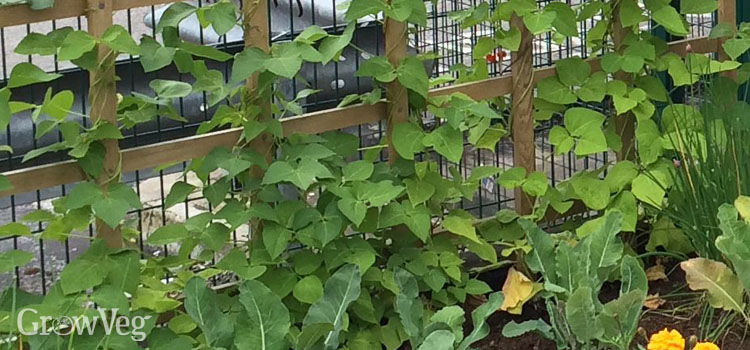 vertical gardening trellis 2x