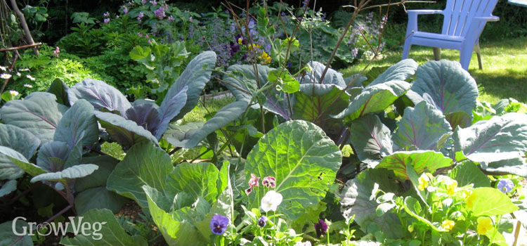 cabbages and flowers 2x