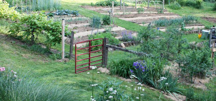 Looking Between The Beds Vegetable Garden Pathways Pathways Using Sawdust In Between Beds