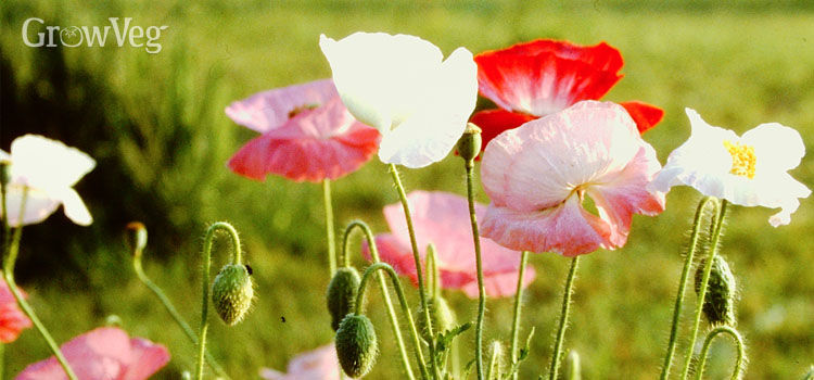 Growing Poppies for Seeds and Bees