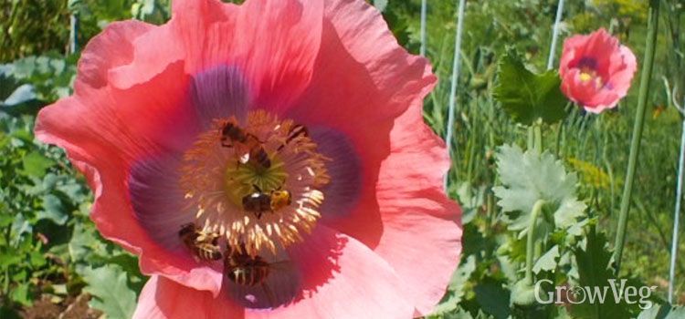 Growing Poppies for Seeds and Bees