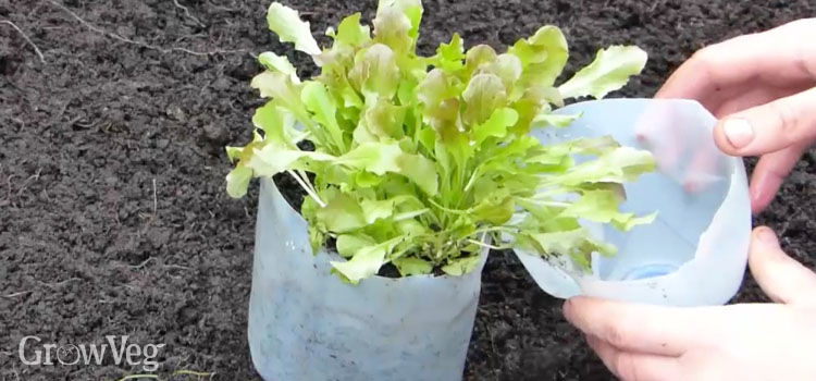 5 Ways To Help You Start Growing Earlier This Year Recycled Plastic Bottle Mini Greenhouse For Starting Vegetable Seeds