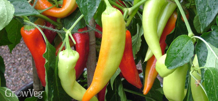 chili pepper grow guide