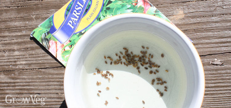 Soaking parsley seeds