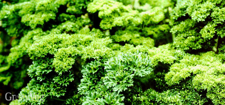 Growing Parsley to Use Year Round