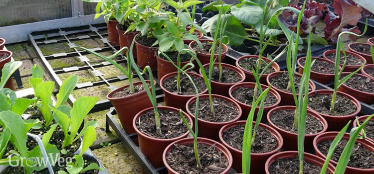 hardening off seedlings images hardening off seedlings images
