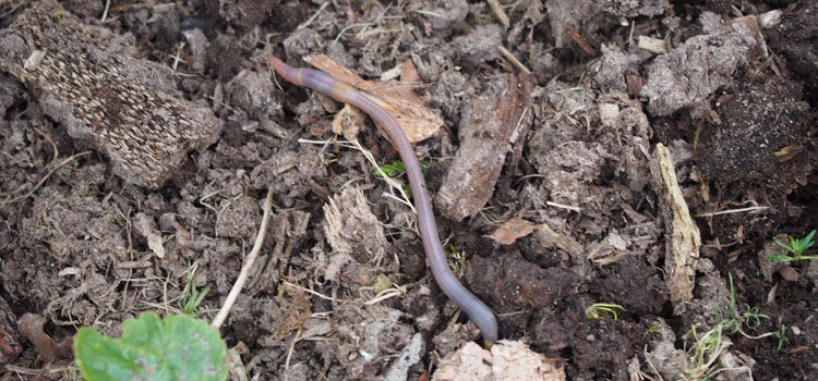 Earthworm