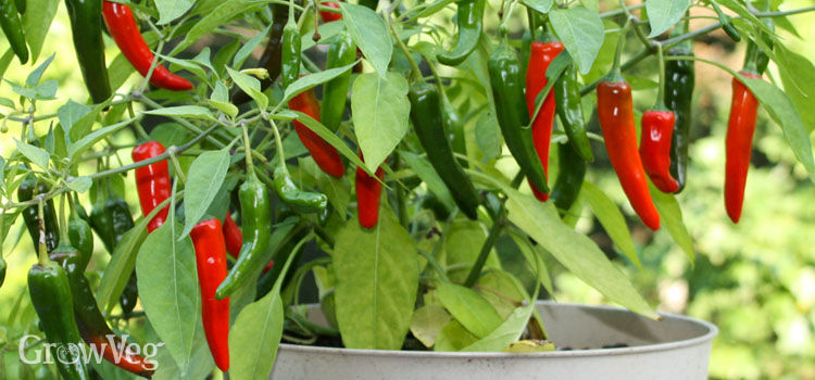 How To Grow Peppers In Containers