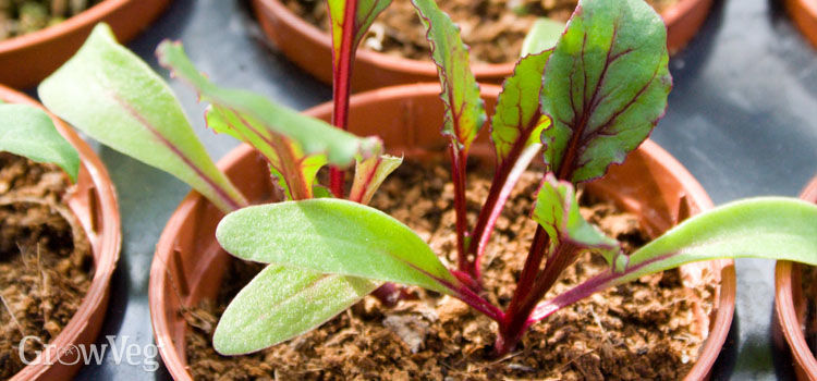 beet seedlings thinning