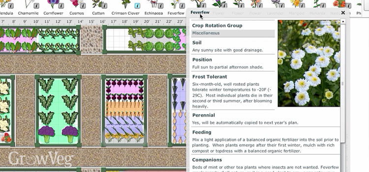 garden layout companion planting