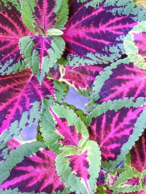 coleus grow guide