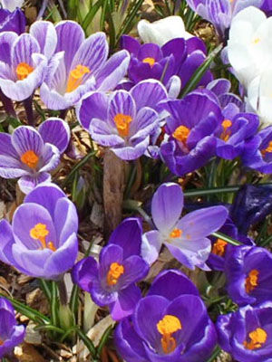 Crocus Weather And Then Some >> Crocus Grow Guide Crocus Weather And Then Some >> Crocus Grow Guide