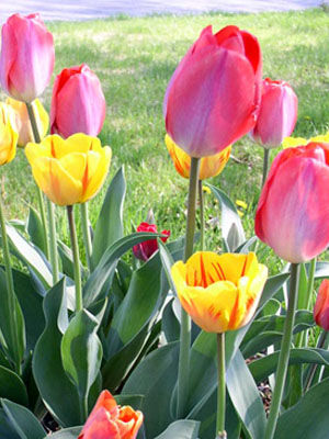 tulip grow guide