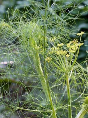 Image result for Fennel herb